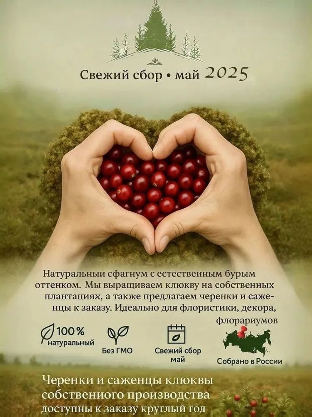 Мох Сфагнум