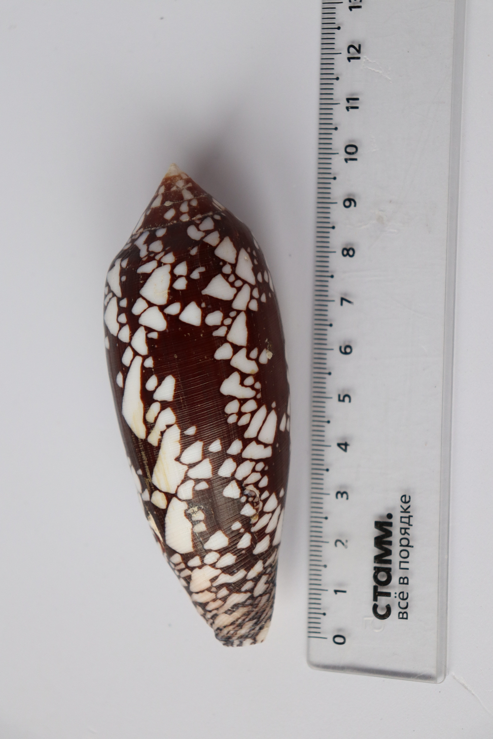 Конус ауликус (Conus aulicus) (скол на губе)