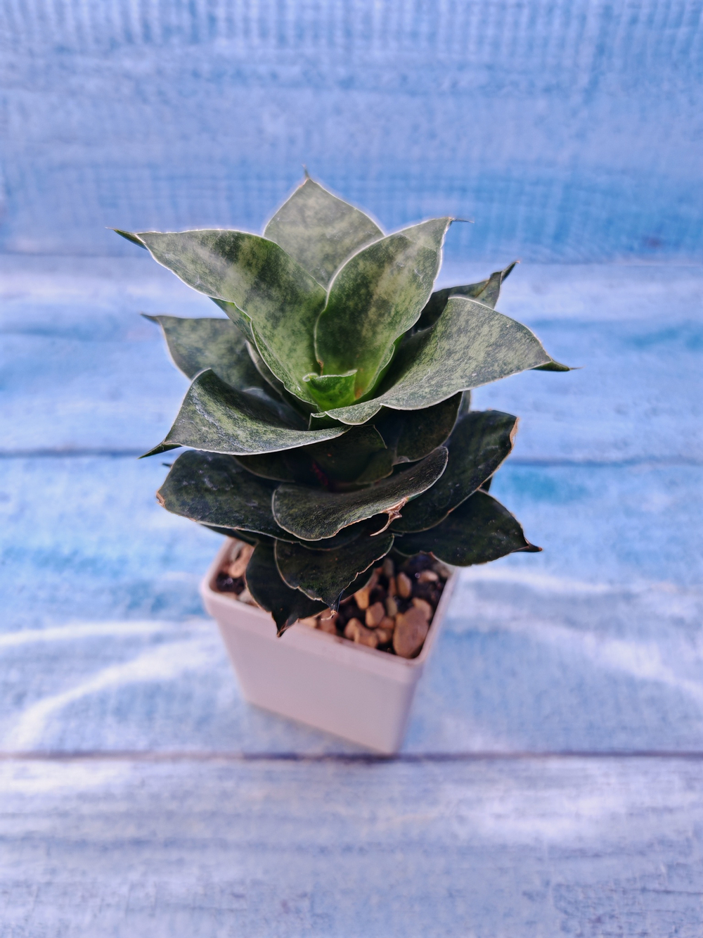 Sansevieria Mahanakorn (Сансевиерия)