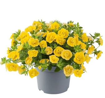 Калибрахоа