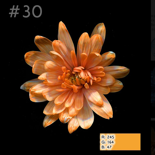 Краска для окрашивания живых цветов, Мандариновый