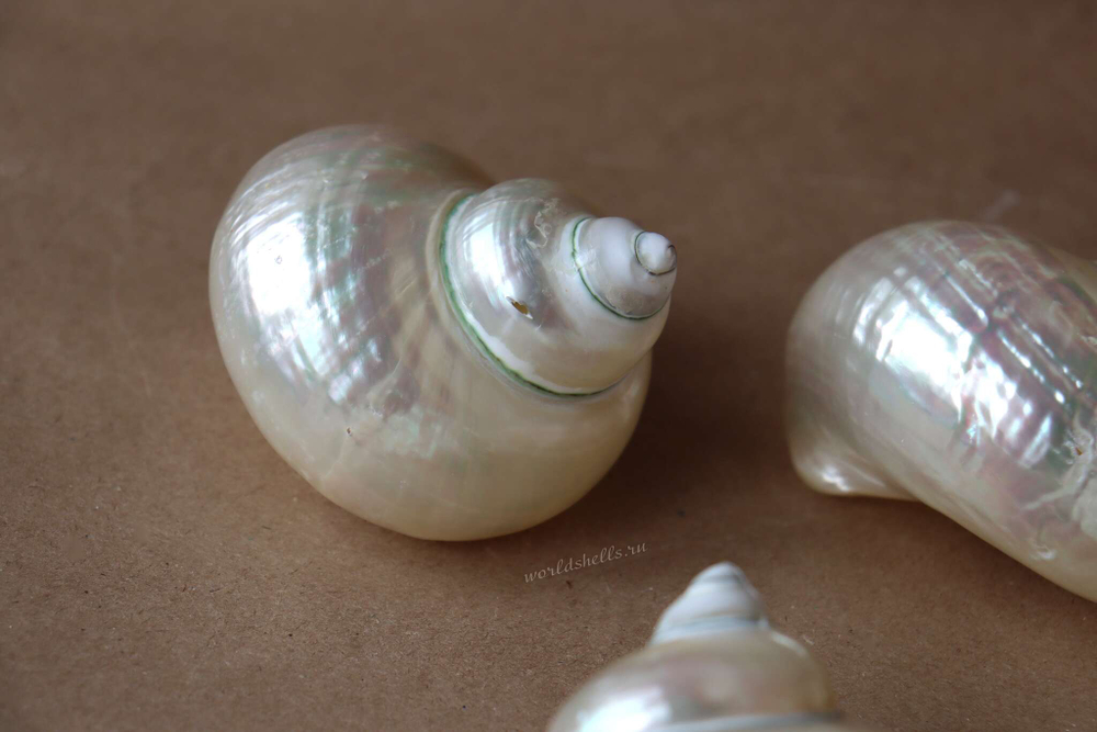 Морская ракушка Турбо Перламуровая