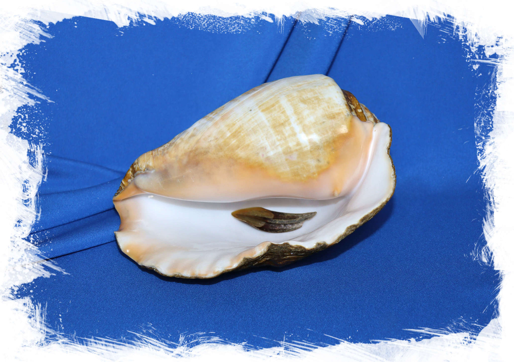 Стромбус Галеатус (Titanostrombus galeatus)