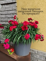 Гвоздика ампельная Ред красная ароматная