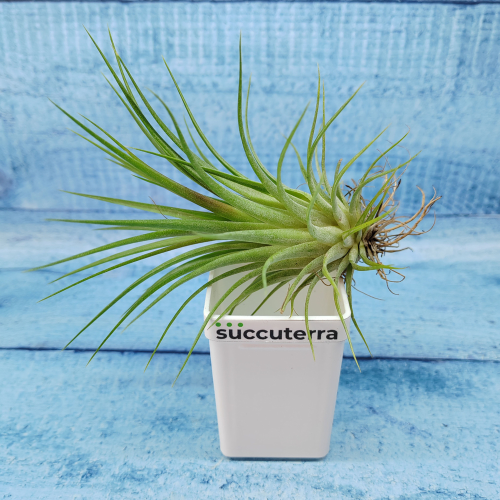 Tillandsia Ionantha (Тилландсия)