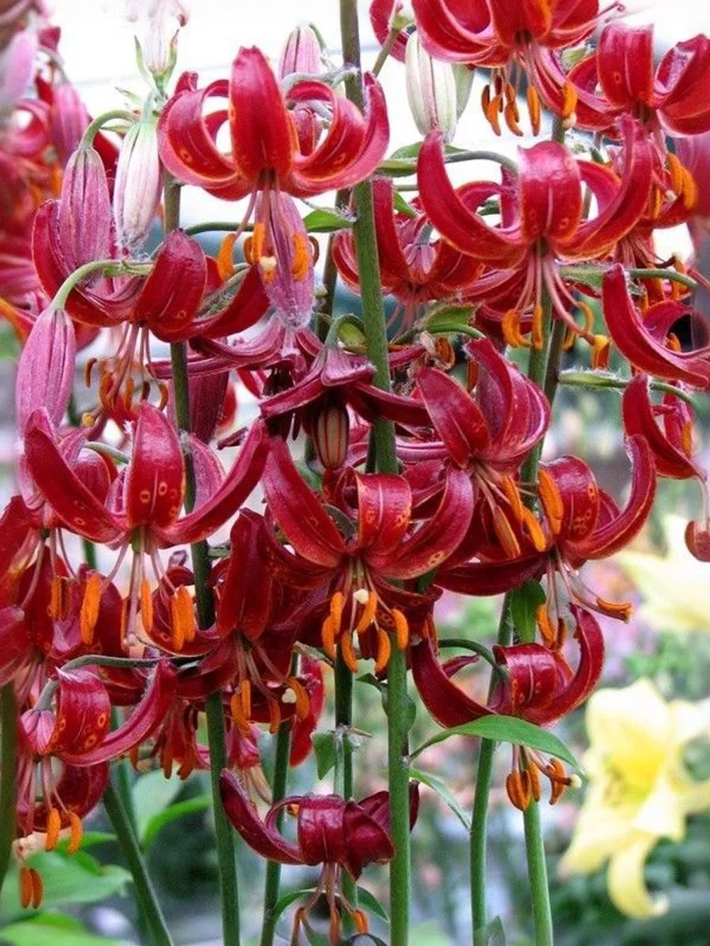 Лилия Клауди Шрайд (Мартагон-гибрид)