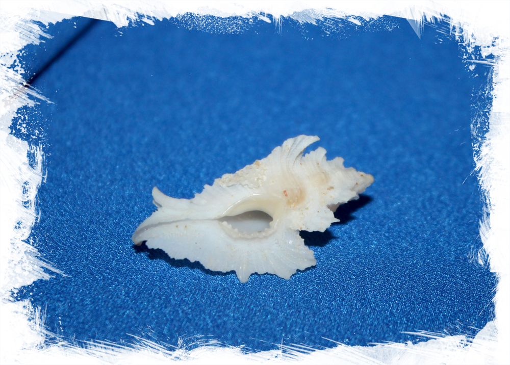 Птеринотус пеллуцидус (Pterynotus pellucidus)