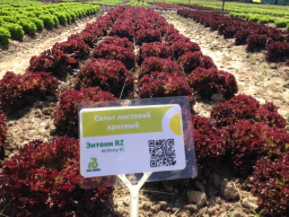 ЭНТОНИ семена салата Rijk Zwaan купить – фото 7