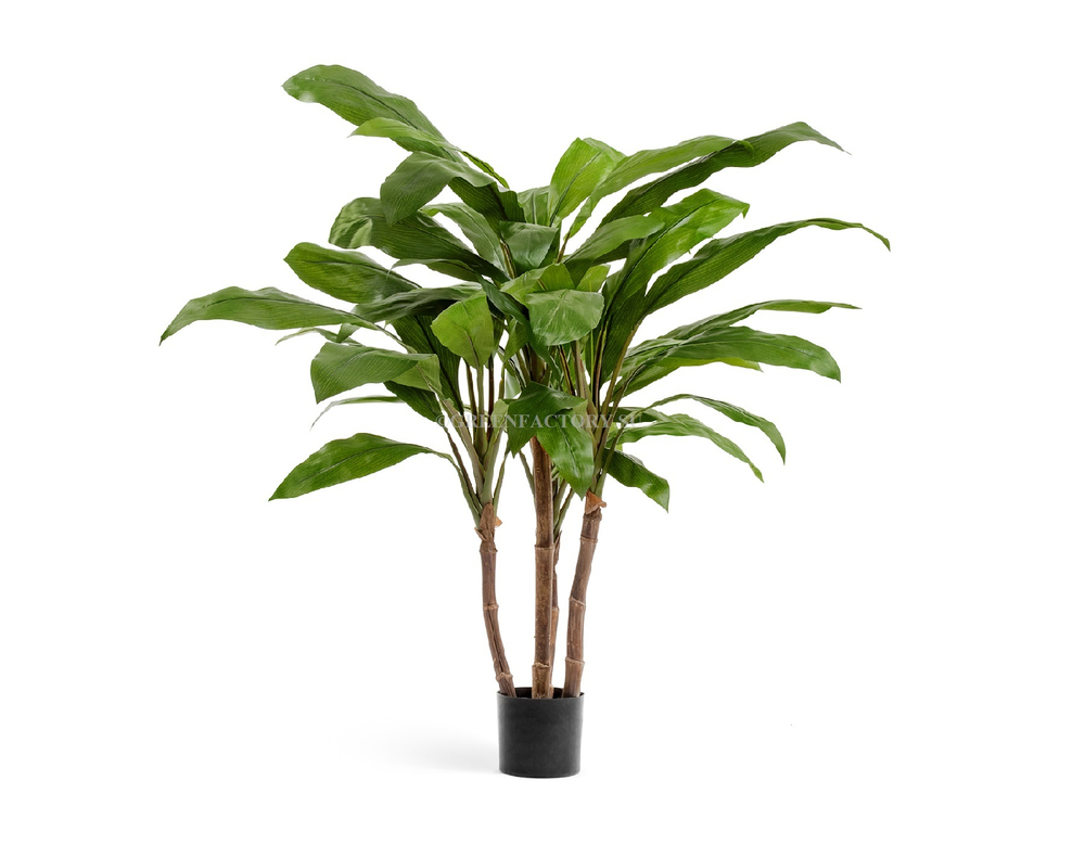 Кордилина зелёная крупнолистная на стволах