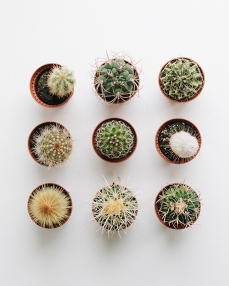 Кактусы Мини