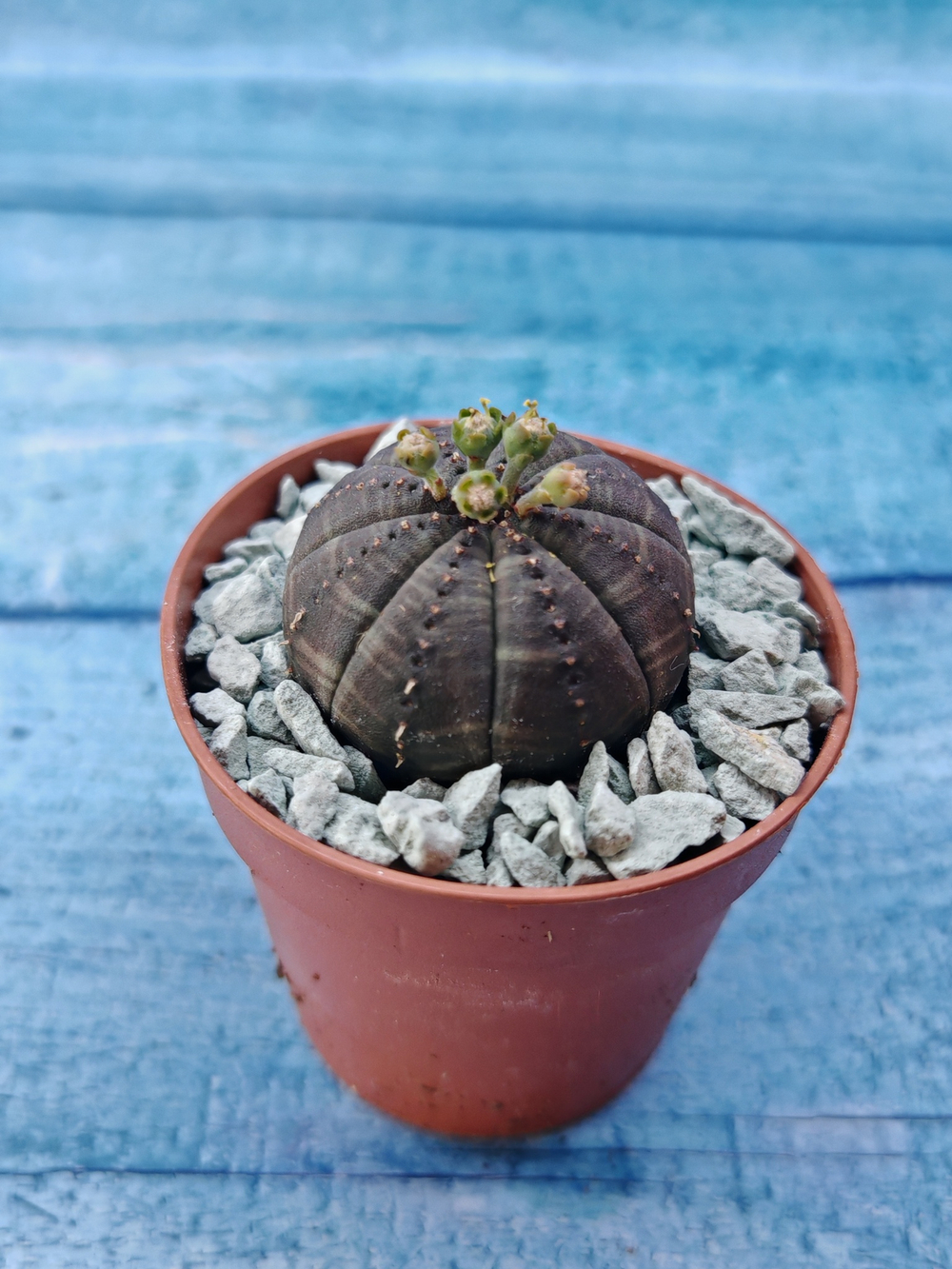 Суккулент Euphorbia Obesa (Эуфорбия)