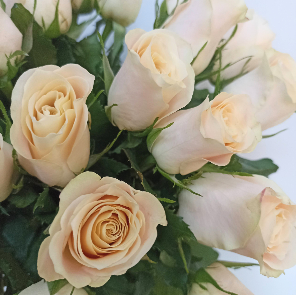 Роза Кения Шармант