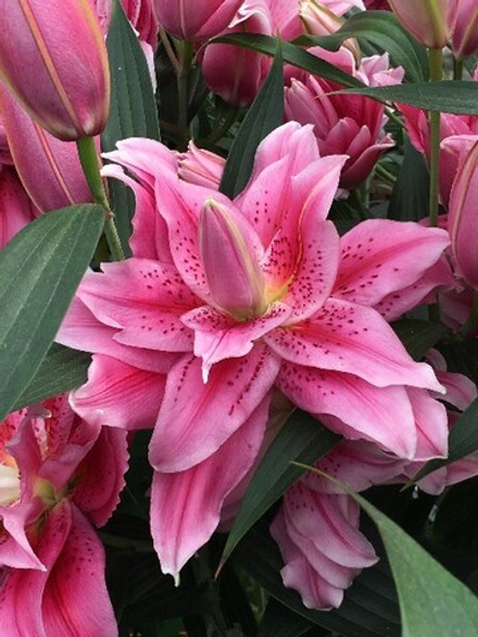 Лилия Розелили Талисса луковица март 2026