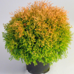 Туя западная Рейнголд (Thuja occidentalis Rheingold) р9 август 2026 г.