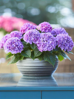 Гортензия крупнолистная Таблетензия Пурпл Р9 Закупка М58 апрель 2026