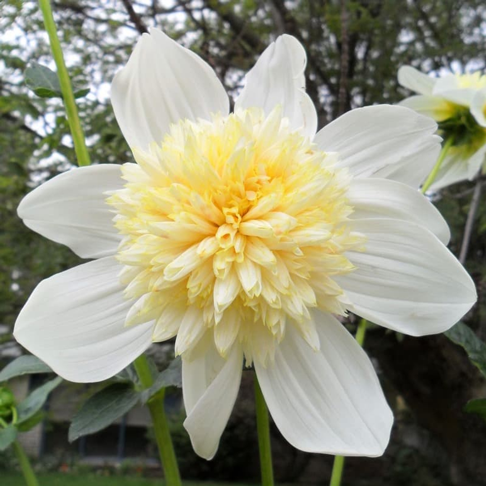 Георгин Platinum Blonde (корень) Закупка М55 апрель 2026