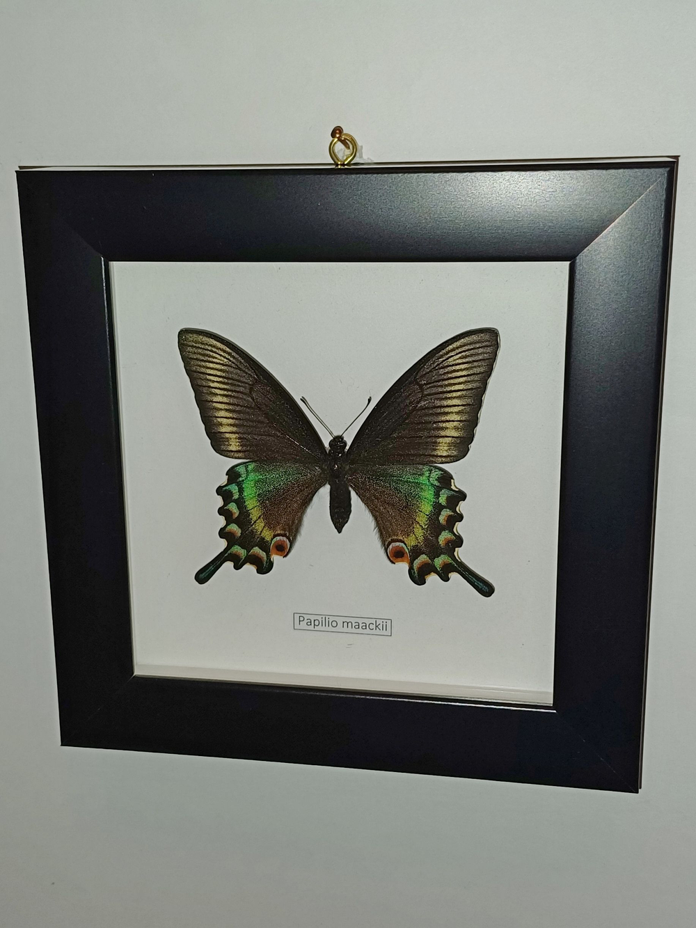Бабочка Papilio maackii самка в рамке