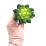 Суккулент мини зеленый