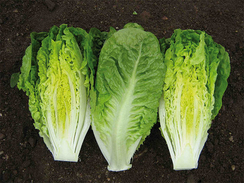 КСАНАДУ семена салата (Enza Zaden | Alexagro)