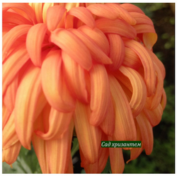 Matlock Amber крупноцветковая хризантема ☘  ан 19   (временно нет в наличии)
