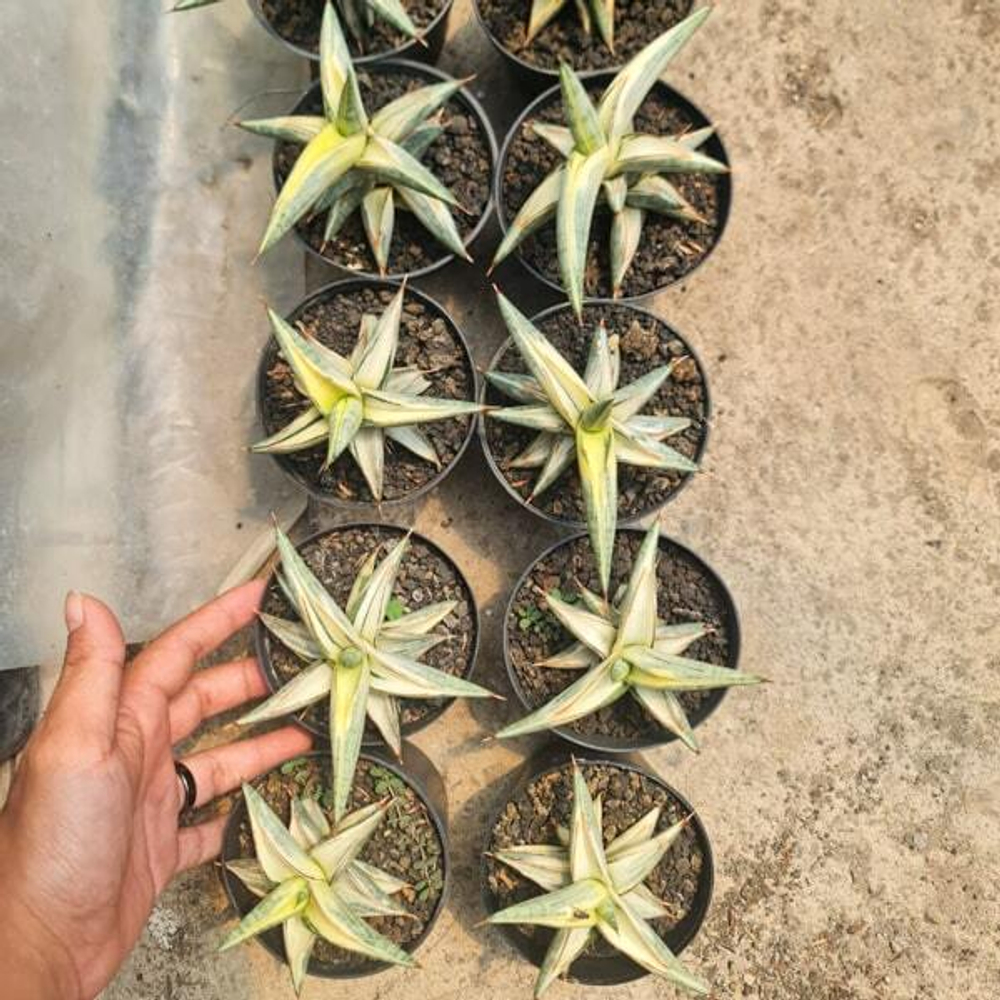 Сансевиерия BLUE CLONE