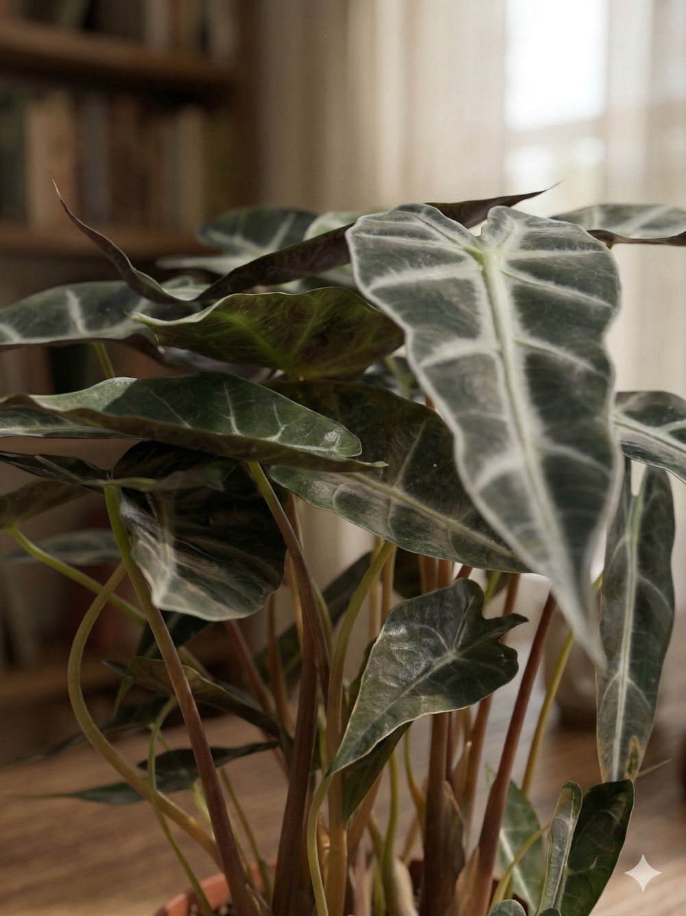 Алоказия Little Fairy д.12