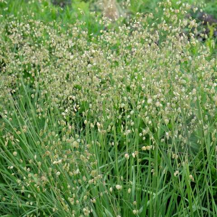 Бриза средняя (Трясунка). Briza media.