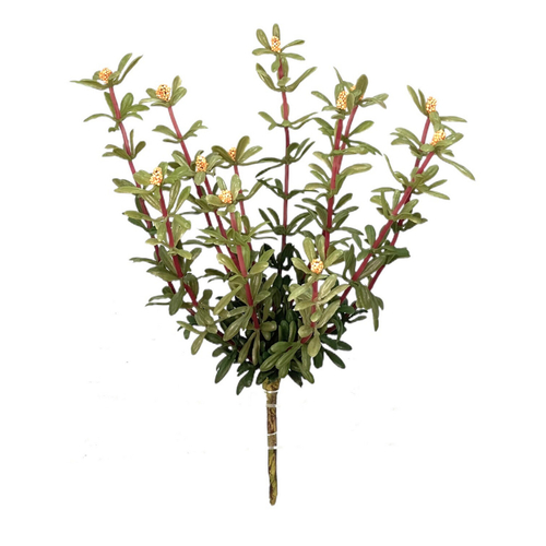 Портулак куст 30 см