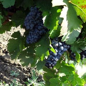 Бастардо (англ. Bastardo, фр. Trousseau) - чёрный сорт винограда