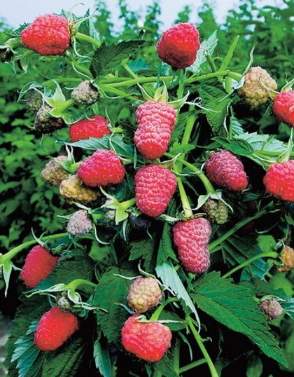 Малина крупноплодная Таруса