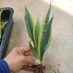 Сансевиерия CANARY