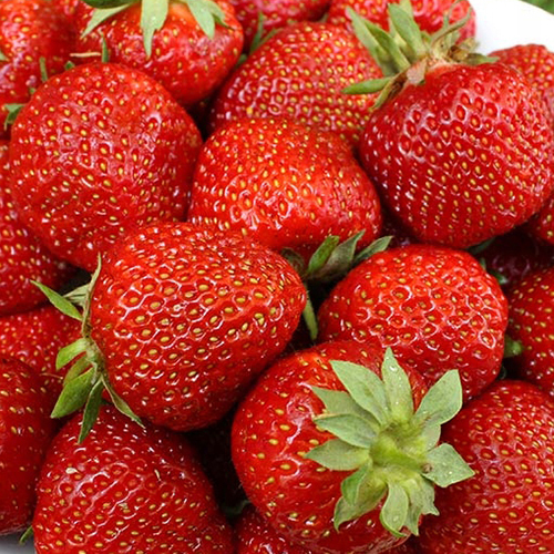 Полка (Polka, Полька),сладкая, стабильная, урожайная. Голландия