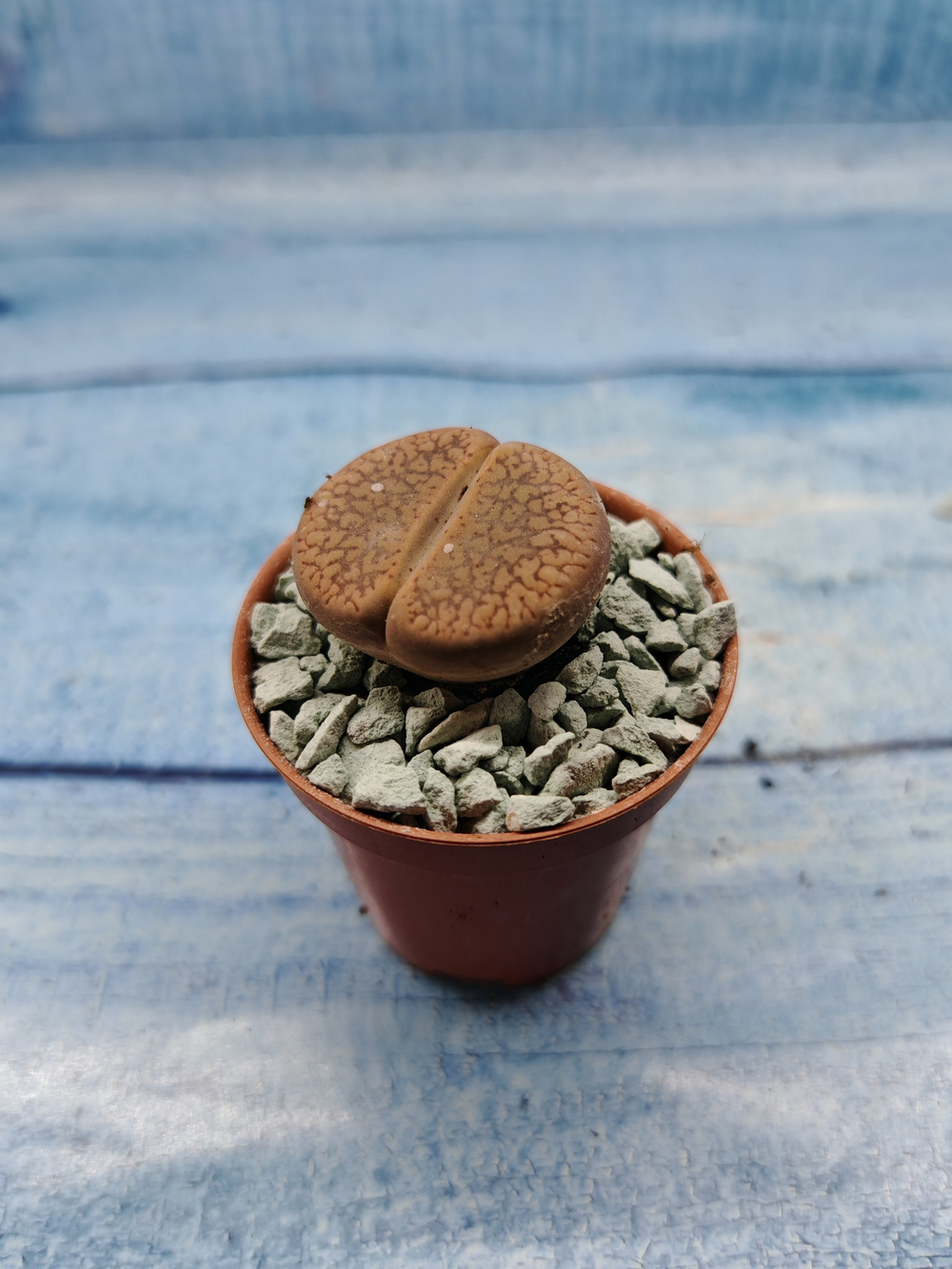 Lithops sp. (Литопсы)