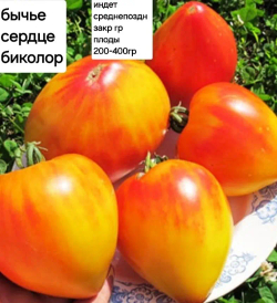 БЫЧЬЕ СЕРДЦЕ БИКОЛОР