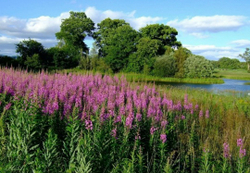 Иван-чай Чёрный с мятой 50 гр.