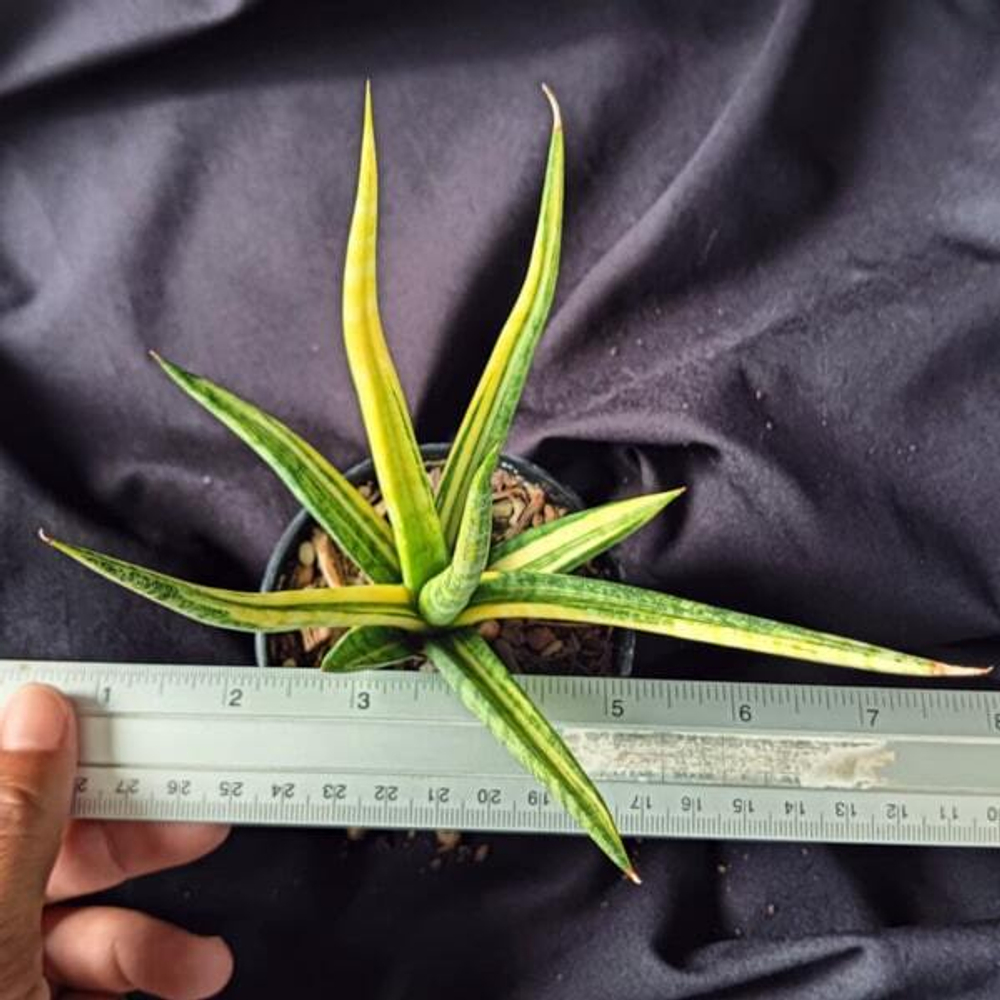 Сансевиерия BANLUE TORCH VAR