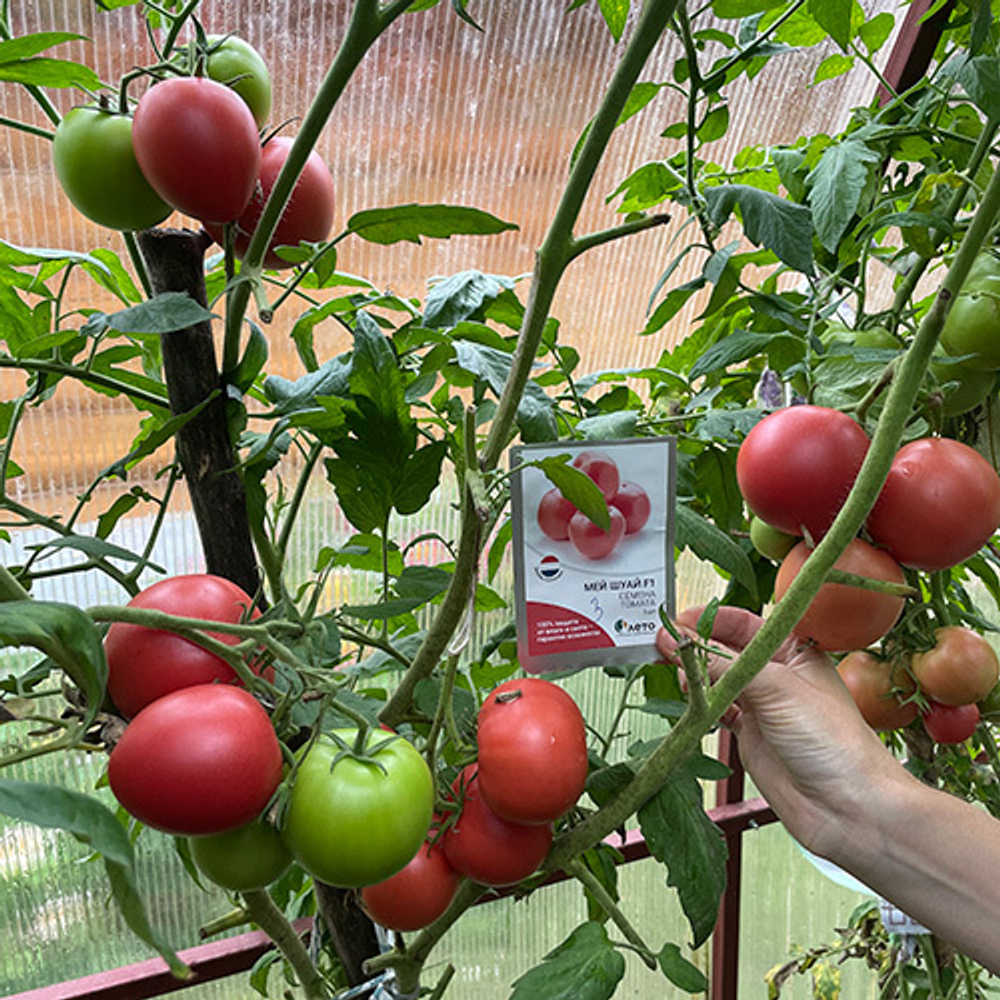 Семена томата Мей Шуай F1, Seminis, 5 шт.