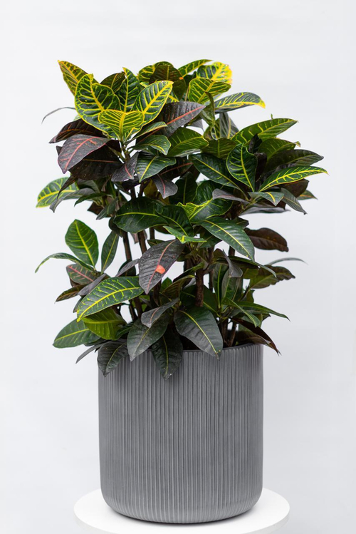 Кротон Петра