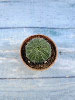 Euphoria Obesa (Эуфорбия)