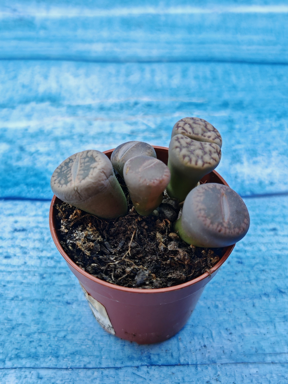 Lithops sp. (Литопсы)