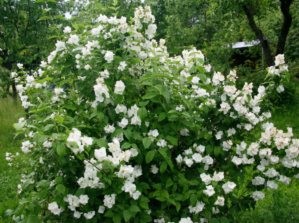 Чубушник (Садовый жасмин) «Mont Blanc»