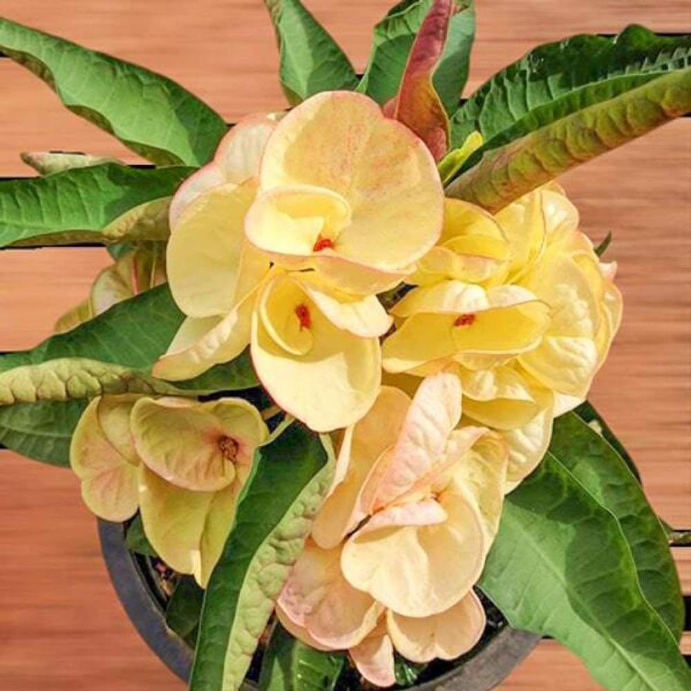 Эуфорбия Миля ING TAWAN