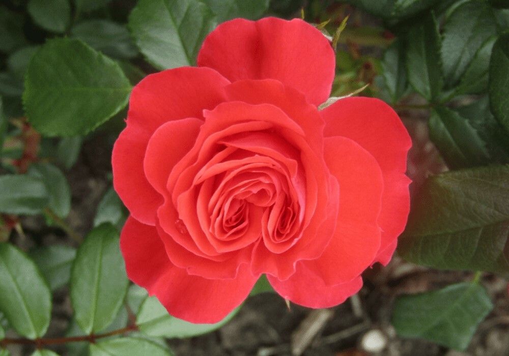 Роза чайно-гибридная Маниту С4