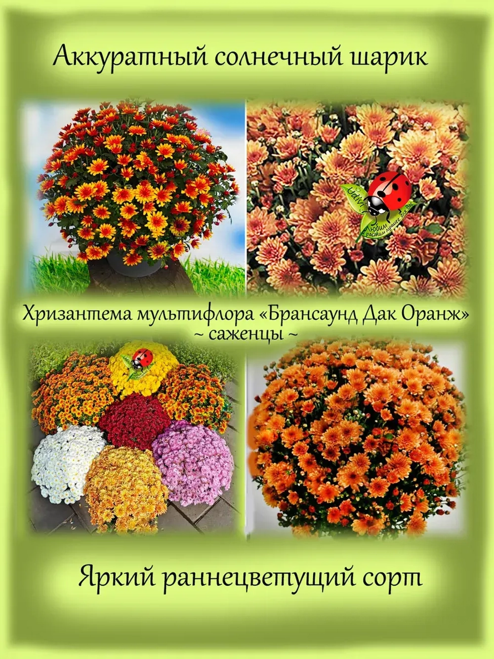 Хризантема мультифлора Брасаунд Дарк Оранж раннецветущая