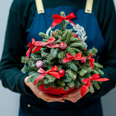 Новогодняя композиция из нобилиса 19