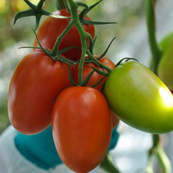 Романелла F1 семена томата индетерминантного (Syngenta / Сингента)