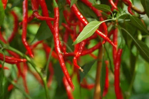 Гром горы Лонгхорн / Thunder Mountain Longhorn, перец острый