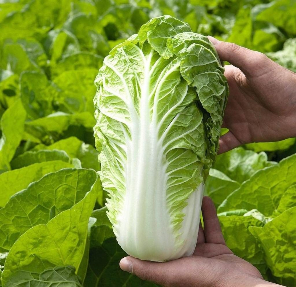 Капуста пекинская Маноко F1 (50шт)  Витагрин Профи