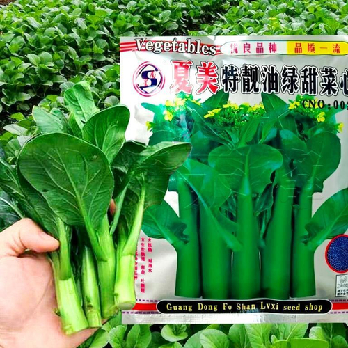 Гуандунская Спаржевая Капуста Цай Синь - 广东菜心 - Guangdong Cai Xin