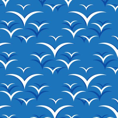 морские чайки